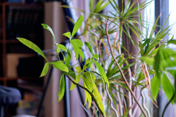 Italy, Sicily, ornamental plants in the living room of a private house - Photo, Image