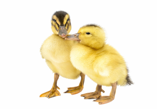 Small Ducklings - Photo, Image