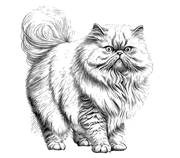 Персидский пушистый кот стоящий винтажный эскиз ручной работы выгравированный стиль Векторная иллюстрация. - Вектор,изображение