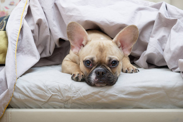 A French Bulldog breed dog lies in bed under a warm blanket with a sad look and calmly looks into the camera. The dog is heated under a warm blanket. - 写真・画像
