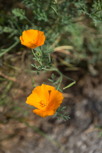 Kaliforniai mák - narancs kert és nyári virág, igénytelen sapka mák - Fotó, kép