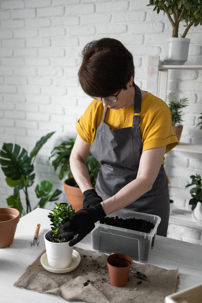 Spring Houseplant Care, repotting houseplants. Waking Up Indoor Plants for Spring. Woman is transplanting plant into new pot at home. Gardener transplant plant Spathiphyllum - Photo, Image