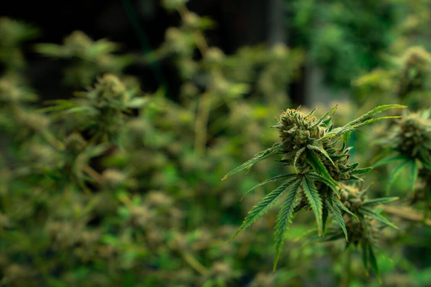 Primo piano di una pianta di cannabis con un germoglio, piante di cannabis legali coltivate in una struttura idroponica coperta per scopi medici. Coltivare canapa gratificante cannabis in fattoria di buona qualità. - Foto, immagini