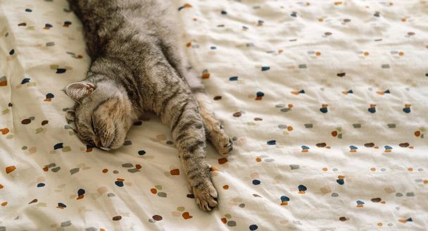スコットランドのストレートかわいい猫の肖像画。ハッピーペット。灰色のスコットランドストレート猫の睡眠。美しい猫の肖像 - 写真・画像
