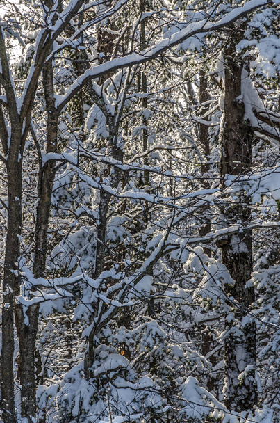 Spruces under snow and ski tracks  in sunny day - Zdjęcie, obraz