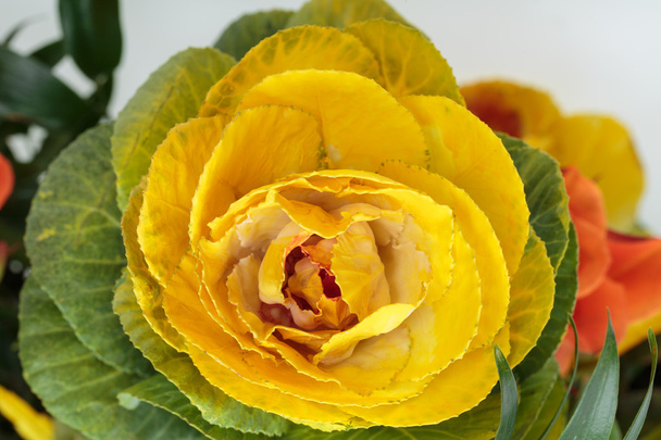 Декоративна капуста з жовтим, помаранчевим і зеленим листям
 - Фото, зображення