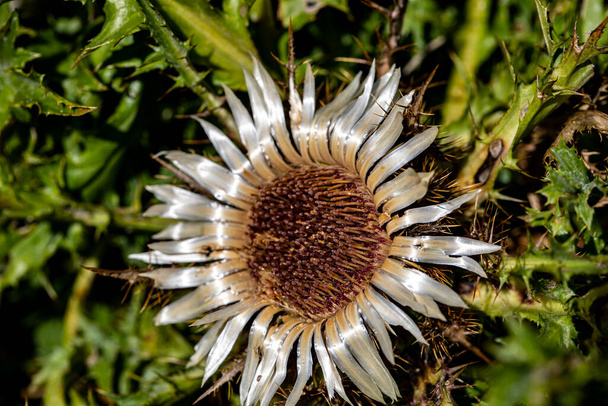 Carlina acaulis květ rostoucí na louce - Fotografie, Obrázek