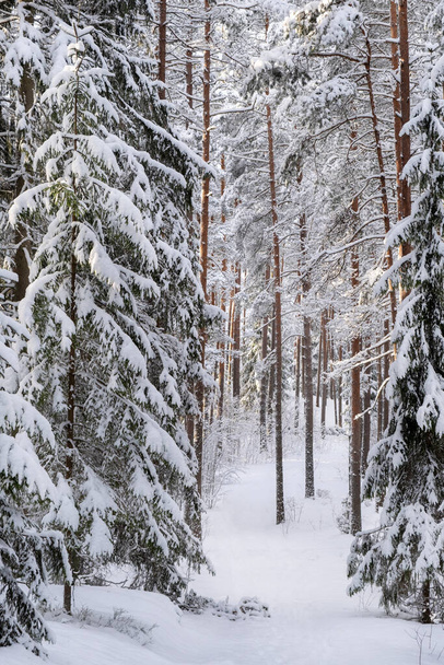 Sentiero attraverso la foresta innevata nella giornata invernale. Natura della Lettonia. Parco nazionale dell'Orco Zalie kalni-Montagne verdi - Foto, immagini
