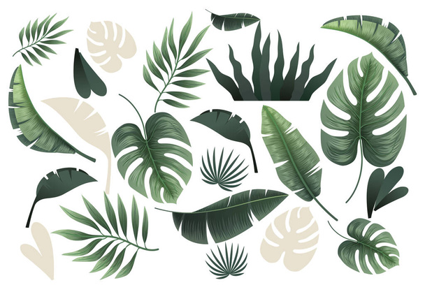 Colección de hojas tropicales sobre fondo blanco. - Vector, Imagen