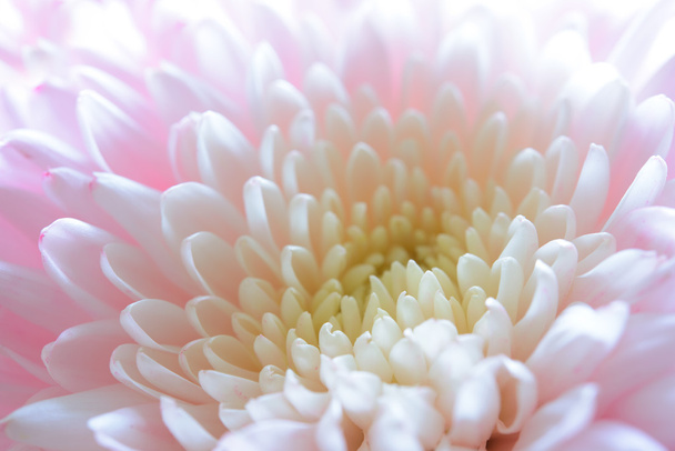 Közelkép kép a gyönyörű rózsaszín krizantém - Fotó, kép