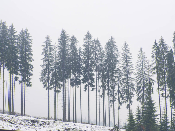 Téli erdő a Kárpátokban, Ukrajnában, Bukovel közelében. Hóval borított fák. Gyönyörű természeti táj fenyőfákkal a hóban. Tájak tűlevelű erdőkkel egy felhős havas napon. - Fotó, kép
