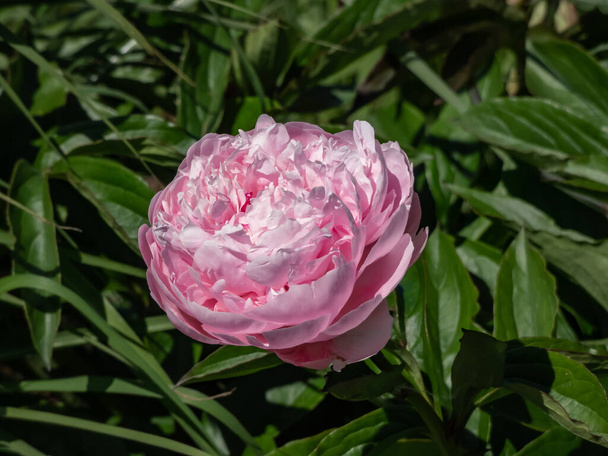 Peony (Paeonia lactiflora) 'Agnes Mary Kelway' blooming with white and light purple flowers in the garden with green background - Photo, Image
