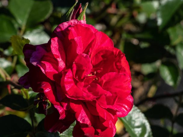 Struik roos 'Deep impression' bloei met grote, volledig dubbele, diep rode bloemen met witte strepen in de tuin in de zomer - Foto, afbeelding