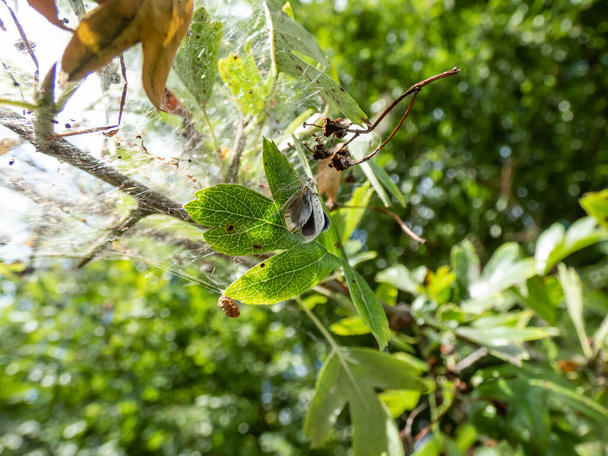 Larvae of the Bird-cherry ermine (Yponomeuta evonymella) in their cocoon in a white web on a tree developing in white moths in summer - Photo, Image