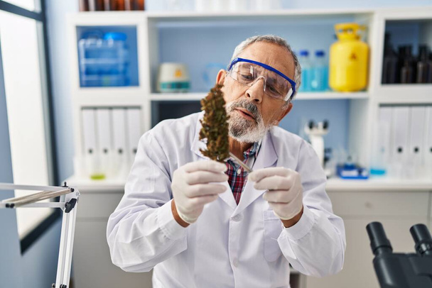Científico senior de cabello gris sostiene hierba de cannabis con pinzas en el laboratorio - Foto, Imagen