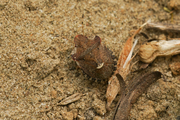 Detailed closeup on a brown European bedstraw shield bug, Dyroderes umbraculatus on the ground - Photo, Image
