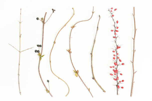 Different kind of twigs - Photo, Image