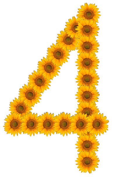 Numbers of flowers of sunflower on a white background - Foto, imagen