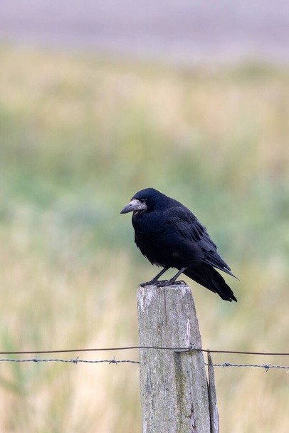 Rook sits on a wooden post - Photo, Image