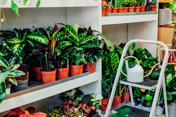Various exotic green house plants in the flower pots. Business of flower shop. Trendy interior flowers and home design in small plant store. Biophilia concept background. Selective focus. - Zdjęcie, obraz