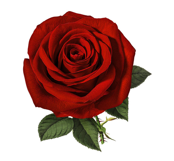 Rose isolate su sfondo bianco - Foto, immagini