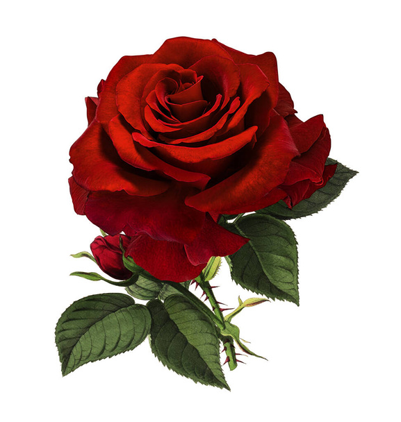 Rosen isoliert auf weißem Hintergrund - Foto, Bild