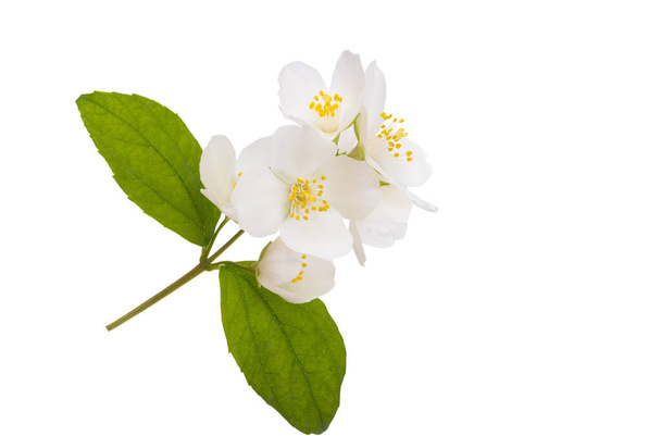 flor de jazmín aislada sobre fondo blanco - Foto, Imagen
