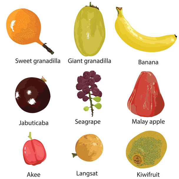 Set of different fruits - Vector, Image