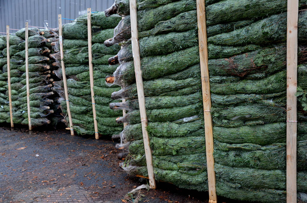 Blanke dennenboom als een kerstboom van een plantage ergens in Noord-Europa. verpakking in krimpmazen op pallets. te koop in tuincentrum. gestapeld in hoge bundels in magazijn parkeerplaats detail - Foto, afbeelding
