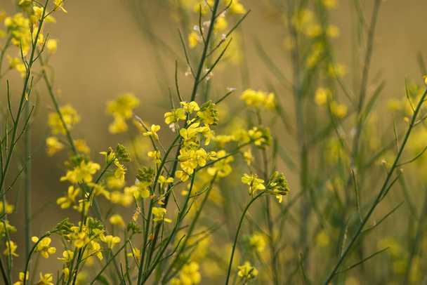 Planta de mostaza con flores amarillas en flor y hojas verdes en un día soleado, enfoque selectivo. - Foto, imagen