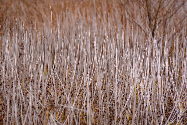 Thickets of dry plants on the shore of the lake - Photo, Image