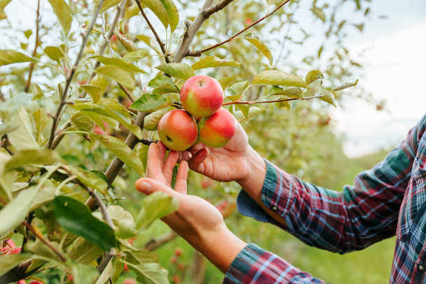 Close up hands man agronomist farmer worker lovingly touches ripe red apples on tree. Unrecognizable inspects fruits, rich harvest, farming, family business, natural blurred background, casual wear. - Photo, Image