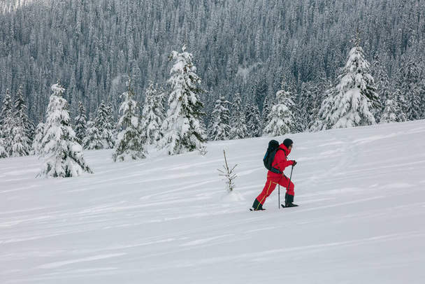 Aktywny wędrowiec narciarski w czerwieni z plecakiem na trasie zimowej wśród pokrytych śniegiem świerków, adrenalina odkrytych przygód freeride - Zdjęcie, obraz