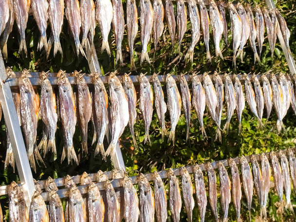 Typische vis met de naam misultin - Foto, afbeelding