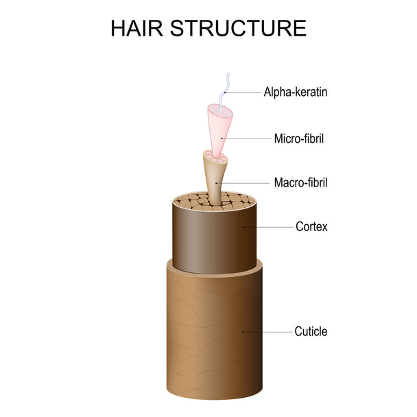 Haarstruktur von Cuticle und Cortex bis Mikrofibrille, Makrofibrille und Alpha-Keratin. Anatomie des Haarschafts. Haarpflege. Vektorplakat - Vektor, Bild