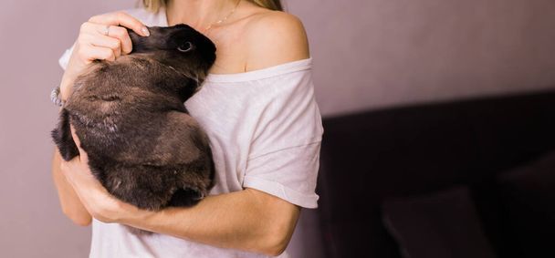 Funny cute brown rabbit in pets owner hands. Bunny pet in home - 写真・画像