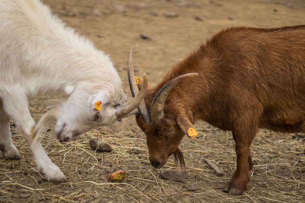 skupina koz na pastvinách - Fotografie, Obrázek