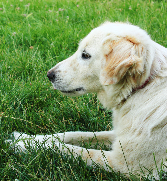 Dog lying on grass - Zdjęcie, obraz