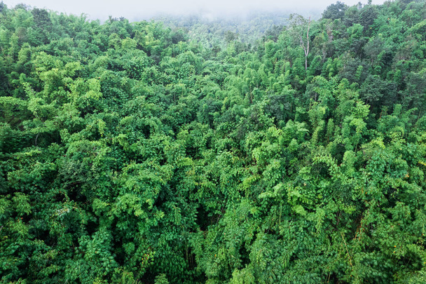 国立公園での朝の豊かな熱帯雨林と霧の風景 - 写真・画像