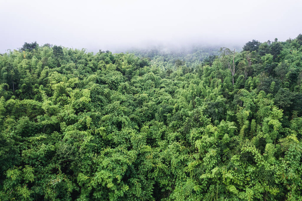 Cenário de abundância floresta tropical e nevoeiro pela manhã no parque nacional - Foto, Imagem