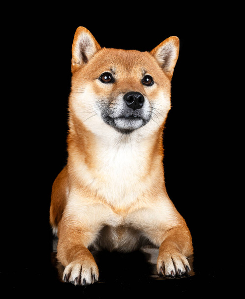shiba inu in front of black background - Photo, Image