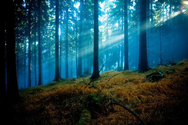 Sumuinen metsä
 - Valokuva, kuva