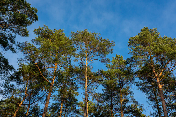 Several spruce trees photographed in wide angle against the sky - Фото, изображение