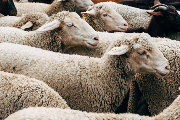 Troupeau de moutons passant par une route de bétail. Vue rapprochée - Photo, image
