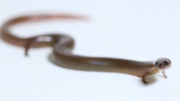 O lagarto-de-bico-curto-flexível ou o lagarto-delta-de-bico-de-linnaeus (quadrupos de ligosoma) isolado sobre fundo branco - Filmagem, Vídeo