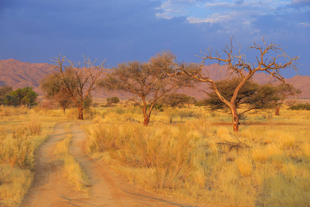Namibijská krajina. Africká savana během krásného západu slunce.Červená půda. Solitaire, Namibie. - Fotografie, Obrázek