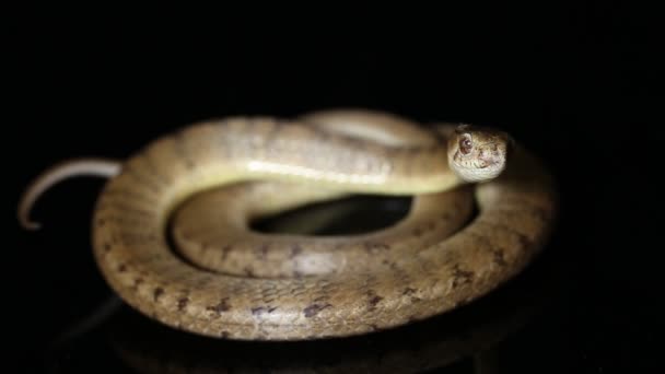 De kapotte slak etende slang, Pareas carinatus, geïsoleerd op zwarte achtergrond - Video