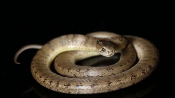 Wąż zjadający ślimaki, Pareas carinatus, odizolowany na czarnym tle - Materiał filmowy, wideo