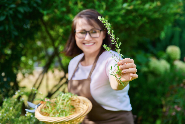 Spicy fragrant savory herb in hands of woman, harvesting in summer garden. Delicious natural aromatic kitchen herbs, agriculture cooking gardening concept - Foto, afbeelding