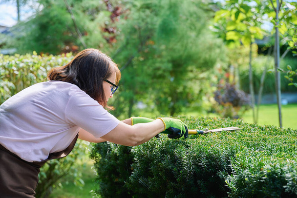 Woman gardener in apron trims decorative bushes with garden scissors. Plants gardening, service, backyard garden landscaping, work, people nature concept - Foto, imagen